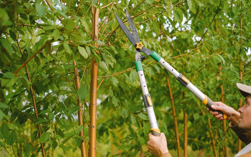 Tree trimming in Murrayville, IL